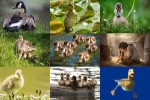 Enten.ppsx auf www.funpot.net
