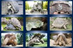 Aldabra.ppsx auf www.funpot.net