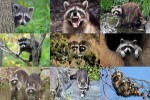 Waschbären.ppsx auf www.funpot.net
