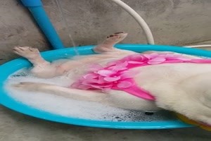 das geniest der Hund