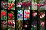 Fuchsia---Fuchsien.ppsx auf www.funpot.net