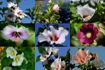 Mallows---Malven.ppsx auf www.funpot.net