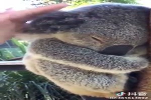 S��er schlafender Koala