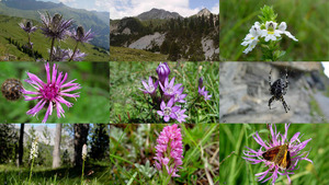 klicke hier, um die Datei herunterzuladen My beloved nature - Meine geliebte Natur