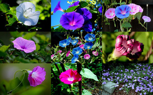 Morning Glories - Prunkwinde