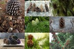 Tannenzapfen.ppsx auf www.funpot.net