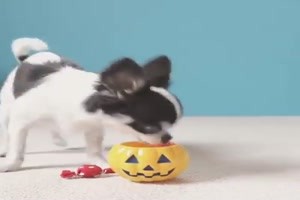 Schlauberger zu Halloween