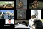 Bilder-Galerie---Tiere.pps auf www.funpot.net