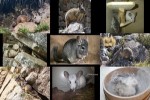 Chinchilla.ppsx auf www.funpot.net