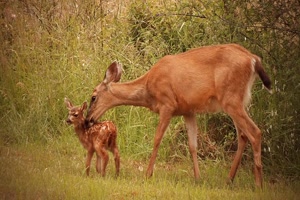 A Mothers Love - Mutterliebe
