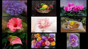 El jardin para ti - Der Garten f�r Sie