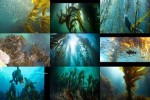 Kelp---Seetang.ppsx auf www.funpot.net