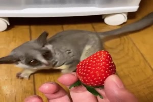 Was ist das f�r ein rotes Ding?