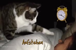 Lustige Katzen wnschen einen guten Morgen