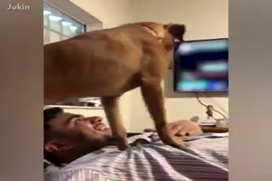 Hunde und Katzen können auch eifersüchtig sein 