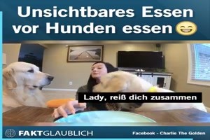 Unsichtbar essen vor Hunden