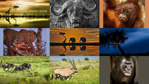 Wildlife.ppsx auf www.funpot.net