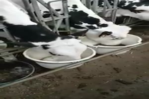 Guck Mal einer die Kuh an 
