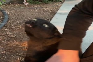 Eine unbekannte Katzen-Sprache?