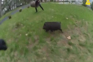 Fang das Wildschwein
