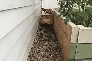 und R�ckw�rtsgang einlegen