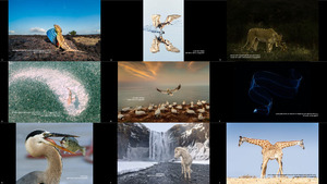 Favorite Wildlife Pictures from the 2018 Nat Geo Travel Phot