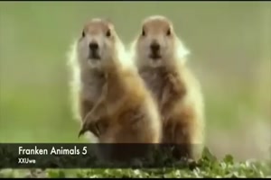 Franken Animals