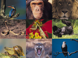 Wildlife-1