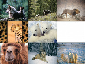 Wildlife-2