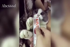 Katzen haben viele Charaktere