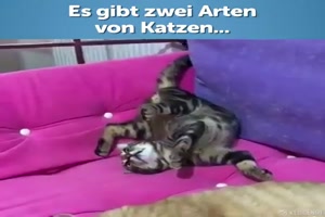 Es gibt zwei Arten von Katzen