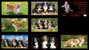 Hunde 38