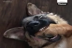 Lustige Situationen von Hunden