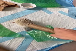 Igel mit Papprolle