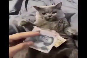 Lustige Reaktionen von Tieren