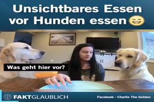 Unsichtbares Essen vor Hunden essen