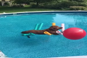 Hund liegt entspannt im Pool