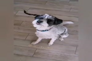 da erschreckt sogar der Hund