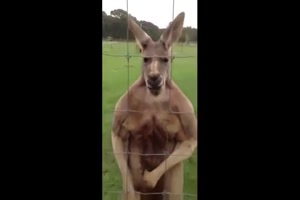 wenn Tiere sprechen k�nnten