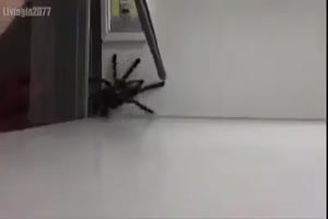 Die Spinne ist abgehauen