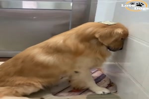 Was hat der Hund da angestellt?