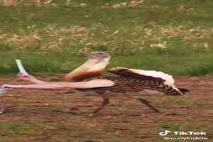 was sind das fuer ulkige Vögel