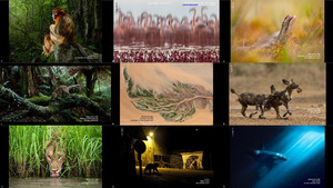 klicke hier, um die Datei herunterzuladen The Winners of Wildlife Photographer of the Year 2018 2-1