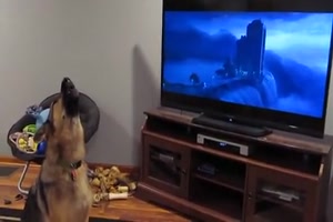 Hund reagiert auf den Fernseher