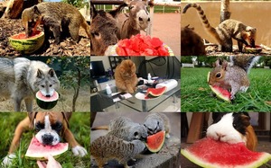 klicke hier, um die Datei herunterzuladen Animals Love Watermelon - Tiere lieben Wassermelone