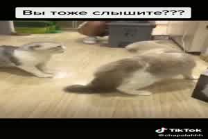 Zwei Katzen streiten sich