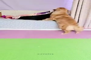 Tolle Hilfe dieser Hund