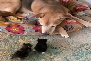 K�tzchen wollen mit ins K�rbchen