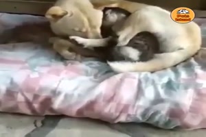 Tiere geben so viel Liebe und Wrme