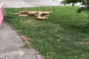 Katze und Hund spielen